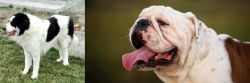 Ciobanesc de Bucovina vs English Bulldog - Breed Comparison