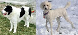 Ciobanesc de Bucovina vs Poodle - Breed Comparison