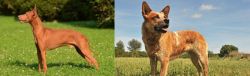 Cirneco dell'Etna vs Australian Red Heeler - Breed Comparison