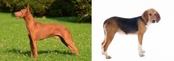 Cirneco dell'Etna vs Beagle-Harrier - Breed Comparison