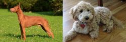 Cirneco dell'Etna vs Bichonpoo - Breed Comparison