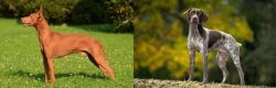 Cirneco dell'Etna vs Braque Francais (Gascogne Type) - Breed Comparison