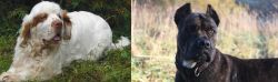 Clumber Spaniel vs Alano Espanol - Breed Comparison