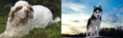 Clumber Spaniel vs Alaskan Husky - Breed Comparison