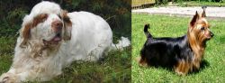 Clumber Spaniel vs Australian Silky Terrier - Breed Comparison