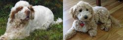 Clumber Spaniel vs Bichonpoo - Breed Comparison