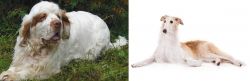 Clumber Spaniel vs Borzoi - Breed Comparison