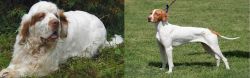 Clumber Spaniel vs Braque Saint-Germain - Breed Comparison