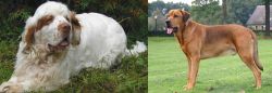 Clumber Spaniel vs Broholmer - Breed Comparison