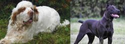 Clumber Spaniel vs Canis Panther - Breed Comparison