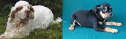 Clumber Spaniel vs Carlin Pinscher - Breed Comparison