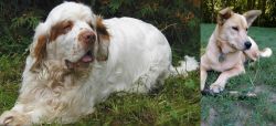 Clumber Spaniel vs Carolina Dog - Breed Comparison