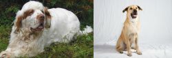 Clumber Spaniel vs Chinook - Breed Comparison