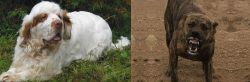 Clumber Spaniel vs Dogo Sardesco - Breed Comparison