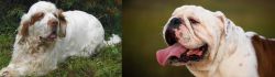 Clumber Spaniel vs English Bulldog - Breed Comparison