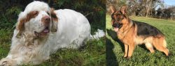 Clumber Spaniel vs German Shepherd - Breed Comparison