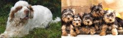 Clumber Spaniel vs Yorkshire Terrier - Breed Comparison