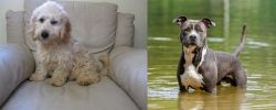 Cockachon vs American Staffordshire Terrier - Breed Comparison