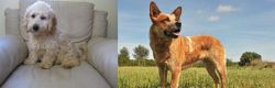 Cockachon vs Australian Red Heeler - Breed Comparison