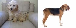 Cockachon vs Beagle-Harrier - Breed Comparison