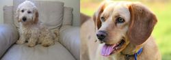 Cockachon vs Beago - Breed Comparison