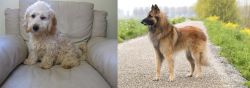 Cockachon vs Belgian Shepherd Dog (Tervuren) - Breed Comparison