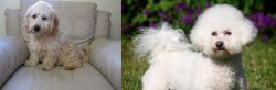 Cockachon vs Bichon Frise - Breed Comparison