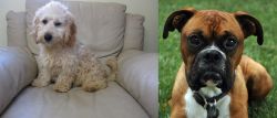 Cockachon vs Boxer - Breed Comparison