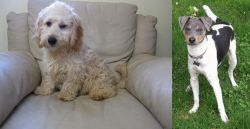 Cockachon vs Brazilian Terrier - Breed Comparison