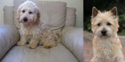 Cockachon vs Cairn Terrier - Breed Comparison