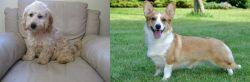 Cockachon vs Cardigan Welsh Corgi - Breed Comparison