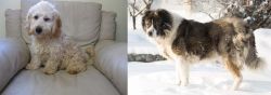Cockachon vs Caucasian Shepherd - Breed Comparison