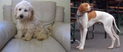 Cockachon vs English Pointer - Breed Comparison