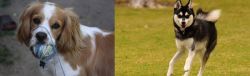 Cockalier vs Alaskan Klee Kai - Breed Comparison