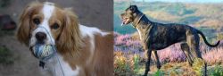 Cockalier vs Alaunt - Breed Comparison