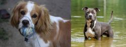 Cockalier vs American Staffordshire Terrier - Breed Comparison