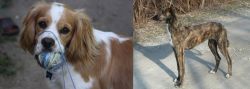 Cockalier vs American Staghound - Breed Comparison