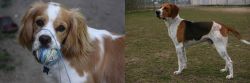 Cockalier vs Anglo-Francais de Petite Venerie - Breed Comparison