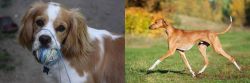 Cockalier vs Azawakh - Breed Comparison