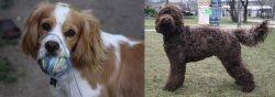 Cockalier vs Barbet - Breed Comparison