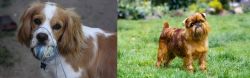 Cockalier vs Belgian Griffon - Breed Comparison