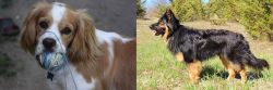 Cockalier vs Bohemian Shepherd - Breed Comparison