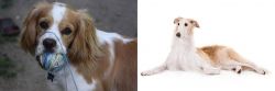 Cockalier vs Borzoi - Breed Comparison