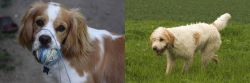 Cockalier vs Briquet Griffon Vendeen - Breed Comparison