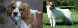Cockalier vs Canadian Eskimo Dog - Breed Comparison