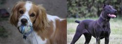 Cockalier vs Canis Panther - Breed Comparison