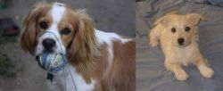 Cockalier vs Chipoo - Breed Comparison