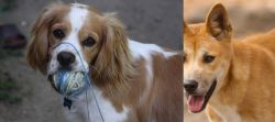 Cockalier vs Dingo - Breed Comparison