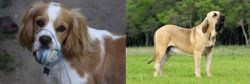 Cockalier vs Fila Brasileiro - Breed Comparison