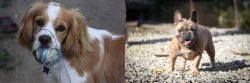 Cockalier vs French Bulldog - Breed Comparison